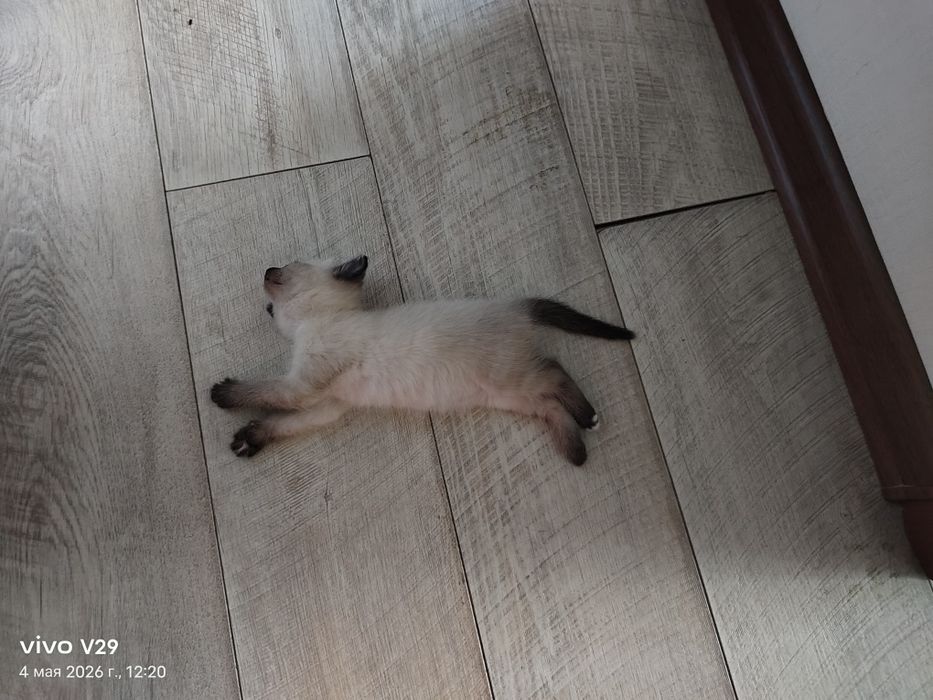 Отдам котят бесплатно