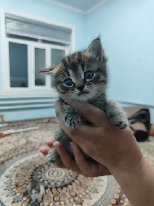 Продаются котята