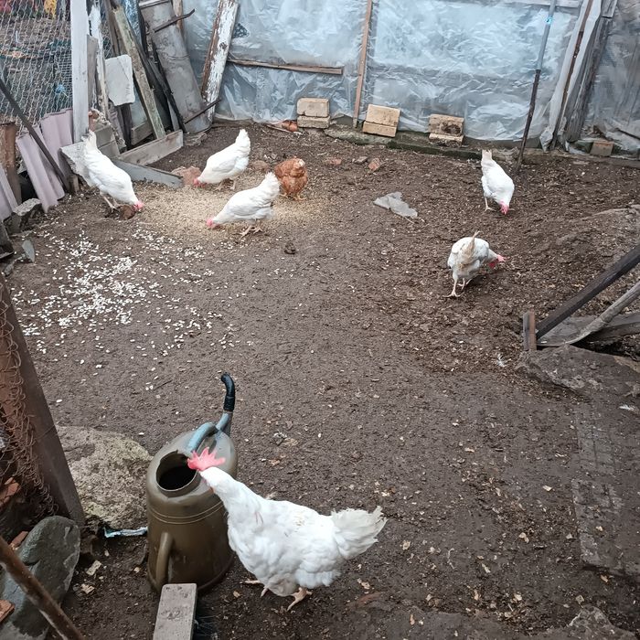 Легхорн  на 8 месеца