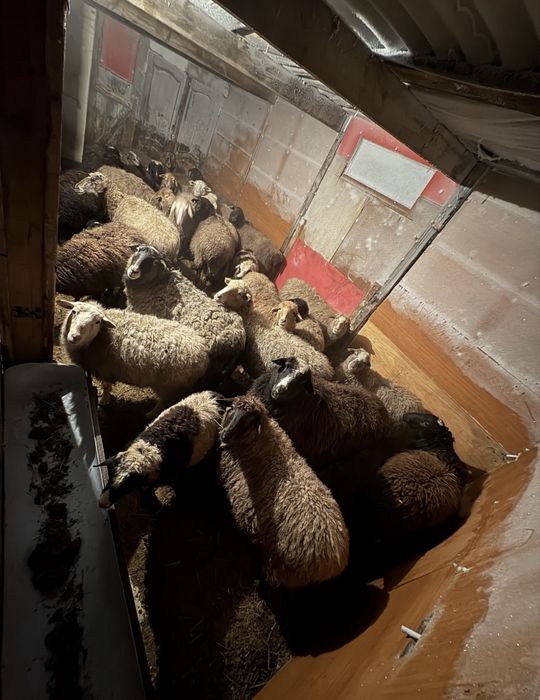 бараны қой кой сатылымда