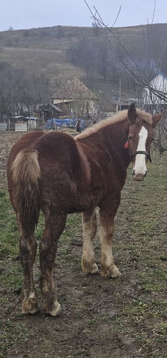 De vanzare  manz de 8 luni!!!