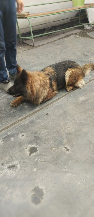 Продам немецкую овчарку