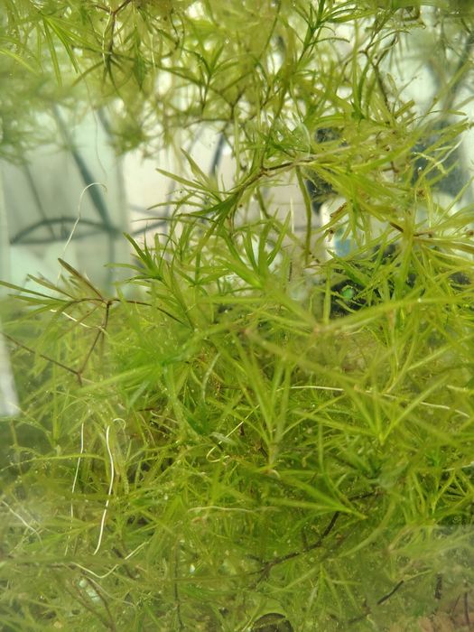 Ederia densa și iarba de guppy pentru acvarii