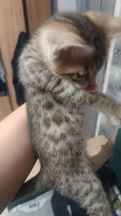 Котенок бенгаленок помесь