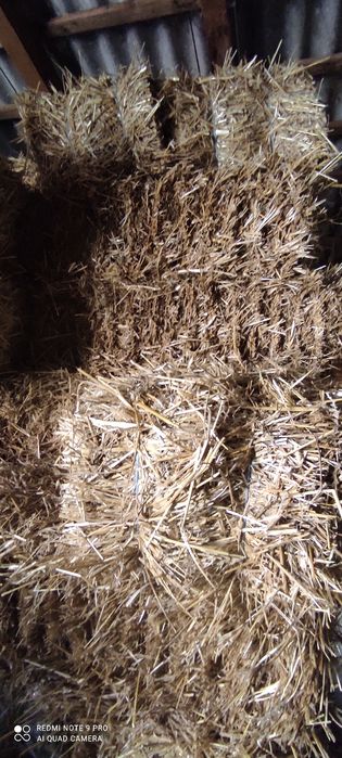 Vând baloți de paie de grâu
