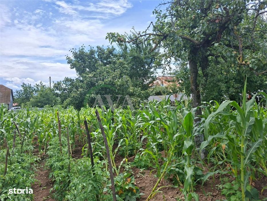 Teren intravilan 1000mp, zona Magura Sohodol
