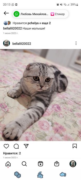 Шотландские вислоухие