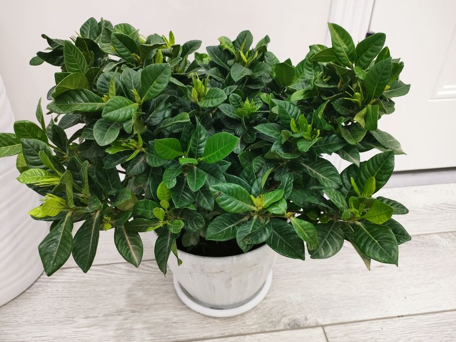 Домашние растения, доставка