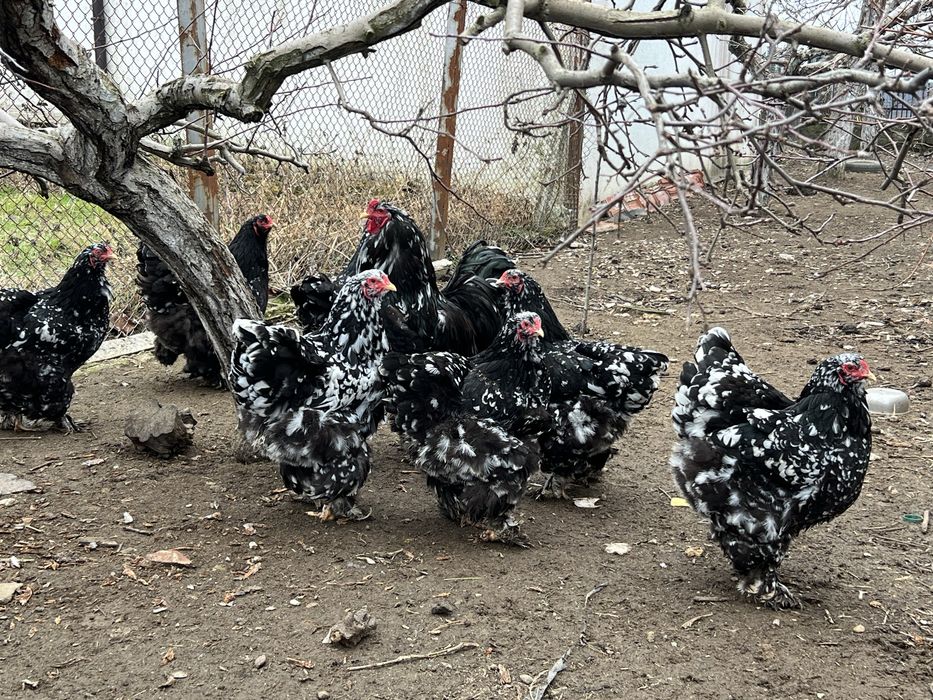 Продавам разплодни яйца от Мозаечна брама [Mottled Brahma]