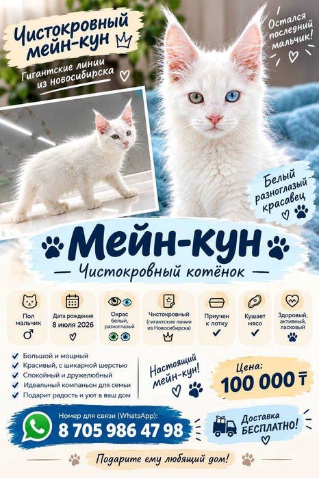 Продаю котенка МЕЙНКУНА