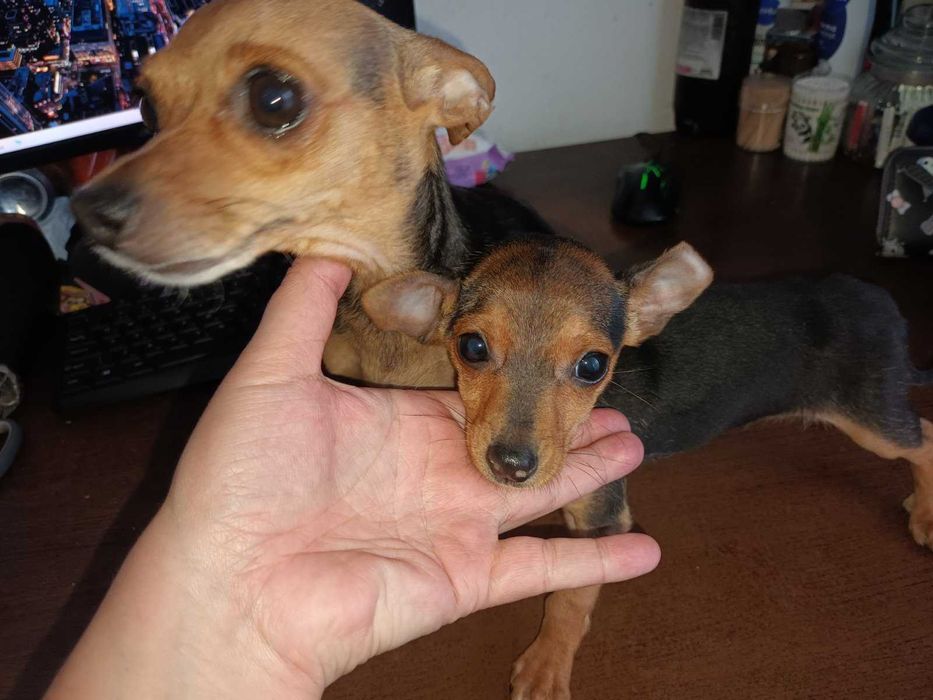 Мъжки мини пинчер