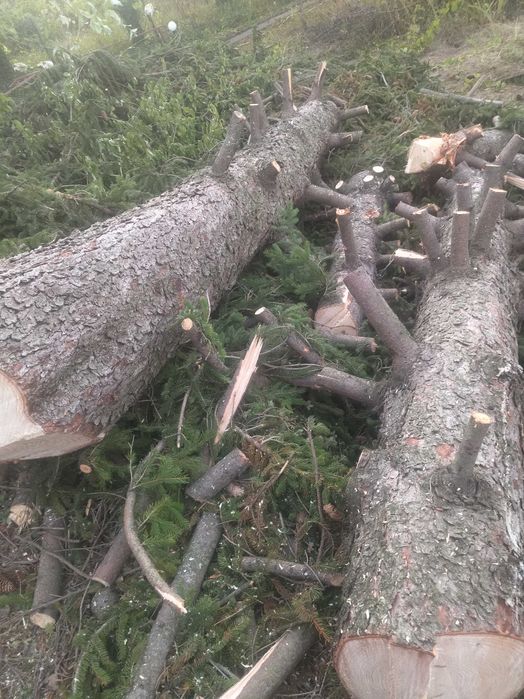 Рязане на опасни дървета почистване и извозване