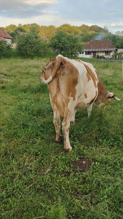 Vaca baltata românească