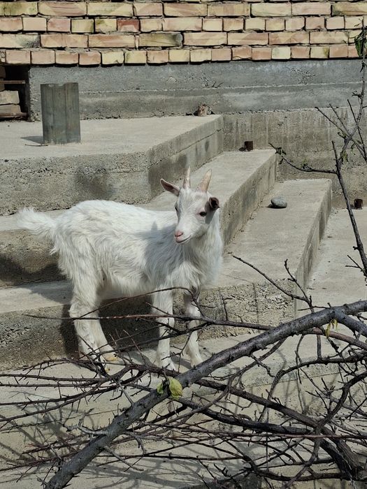 Козлята пародистые