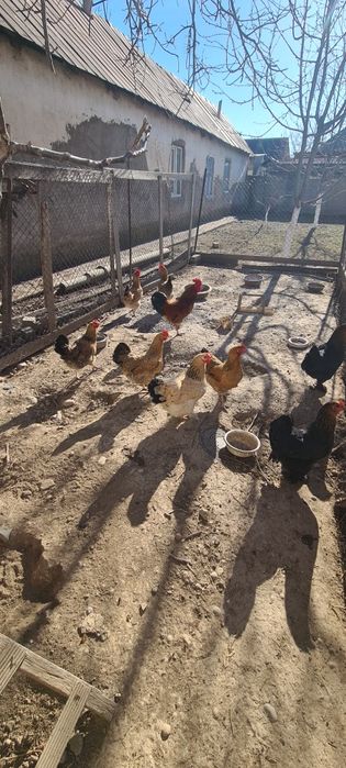 яица жұмыртқа Кучински