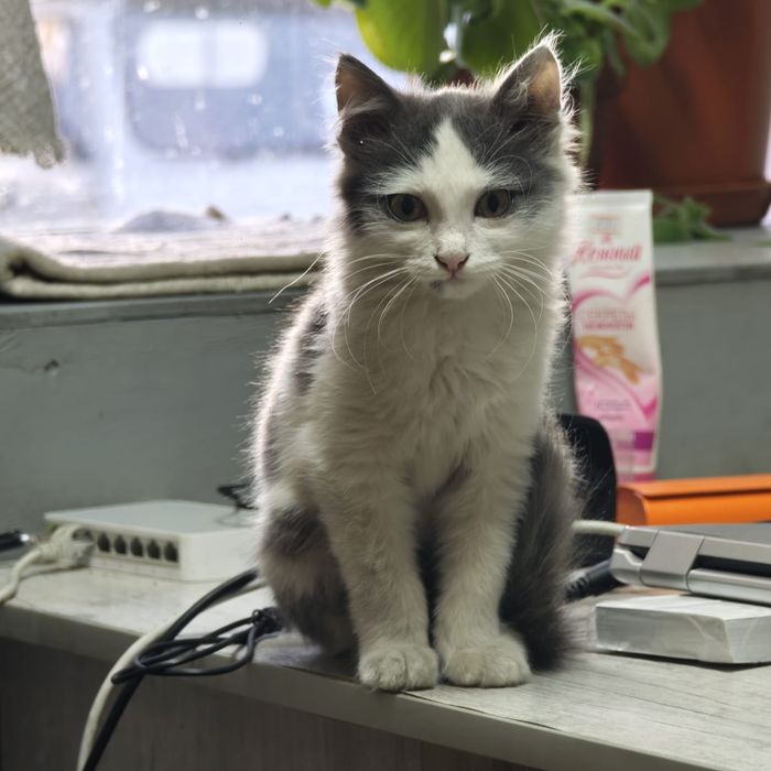 Отдам котика в добрые руки