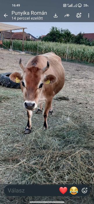Junincā de 2 ani