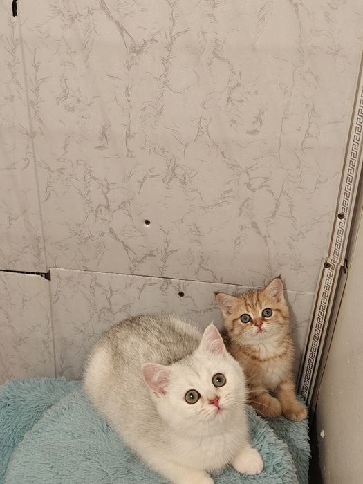 Шиншиллы золотые