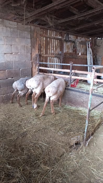 Продам кошкаров на племя