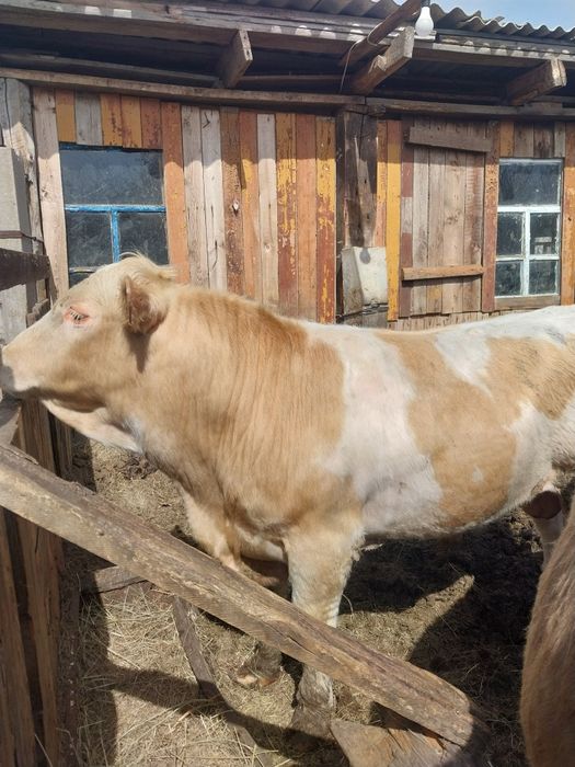 Продам быка на племя
