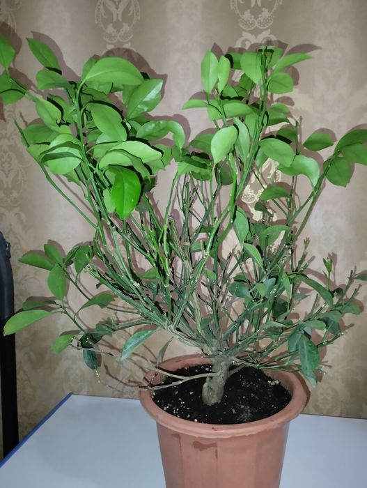 Деревния мандарин