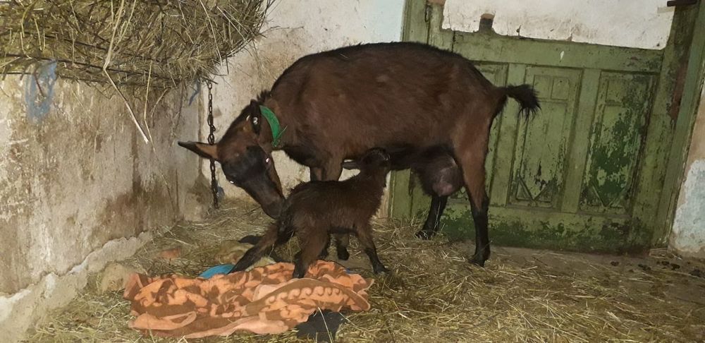 Vând tapisori Alpin Francez rasă pură ciuti genetic