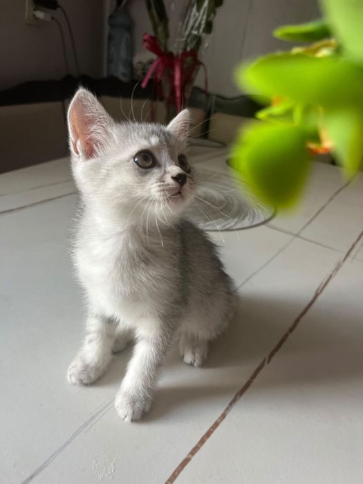 Продом породистых котят