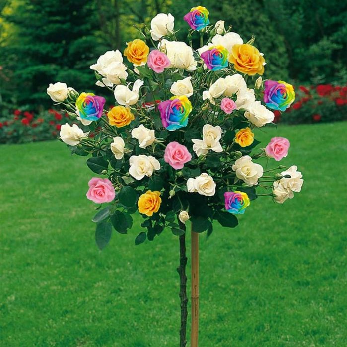 Pomi ornamentali  trandafiri pomisori in trei culori