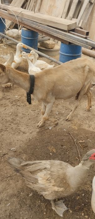 козы молочные !!!