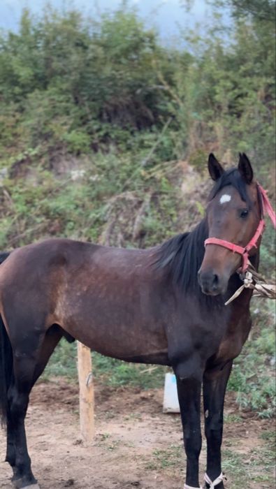 Айғыр сатылады 6 жасар