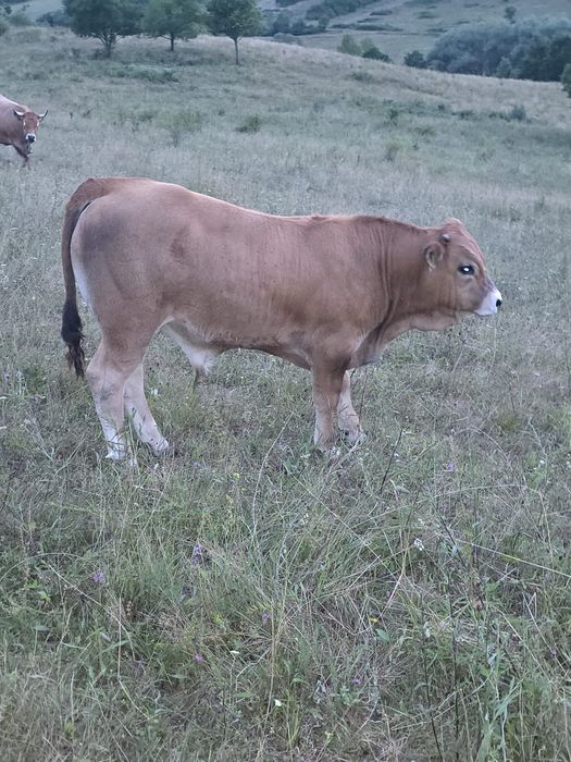 Vând tăurași aubrac
