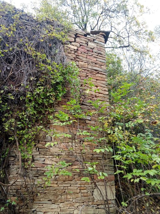 Продавам камани от сайвана