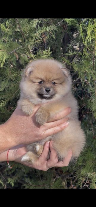 Померан померани