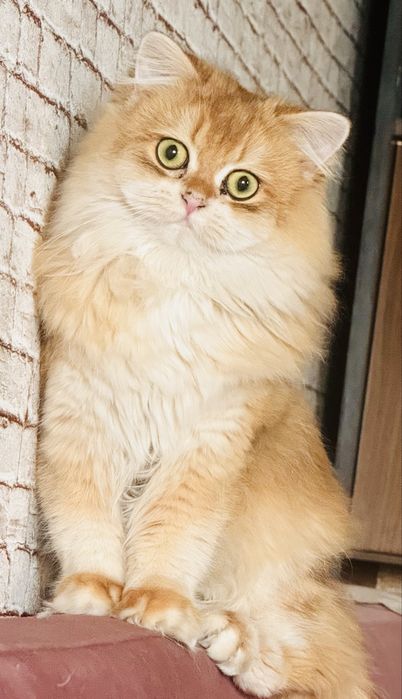 Золотая шиншилла ny12