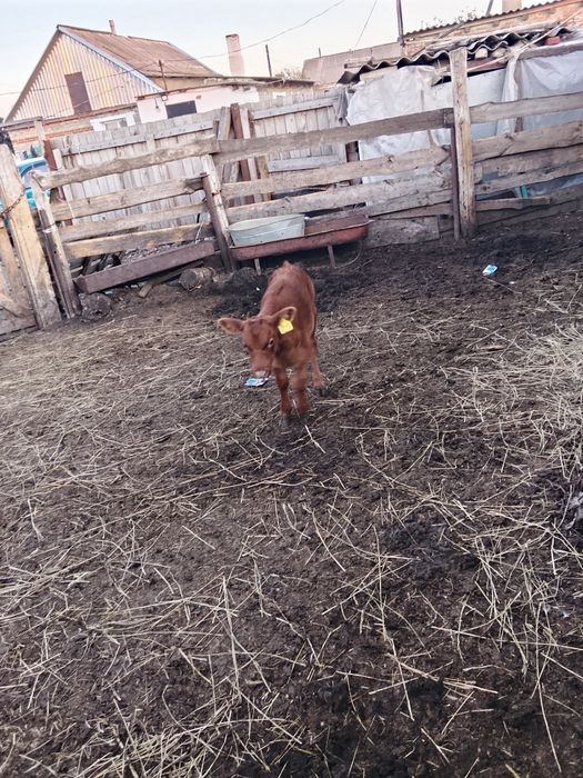 Продам бычка 13 дневного