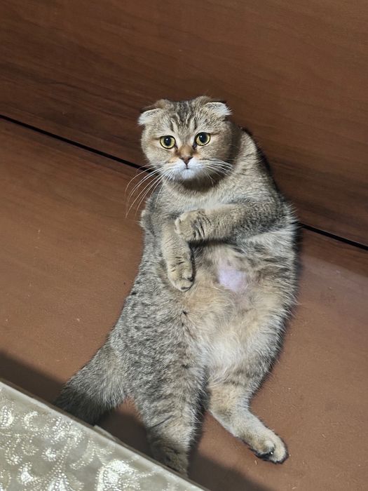 Продаются котенок породы шотландская вислоухая от правильной вязки.