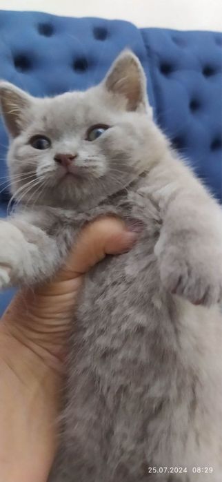 Британские котята