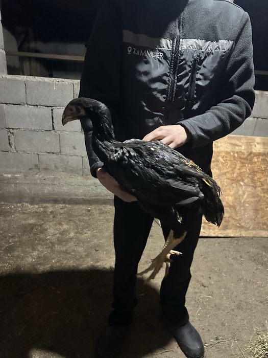 Срочна сатылады.Дакан кораздар