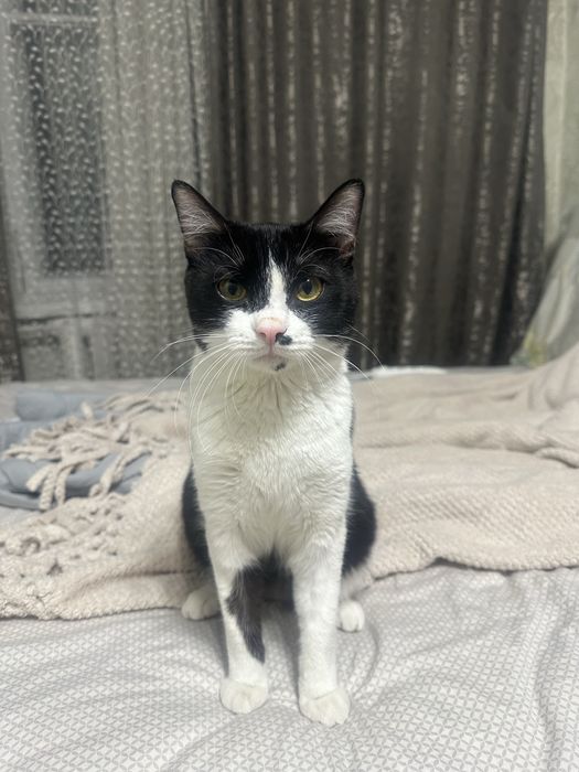 Кот, отдам в добрые руки