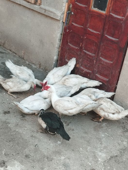 Vând  rațe și rățoi