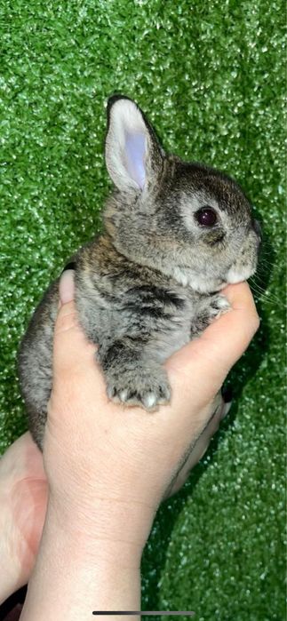 Кролики Рекс разных окрасов