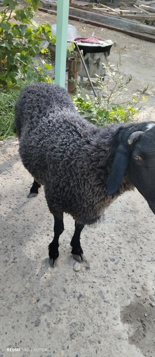 Кучкор хисори! Хонаки кучкор! Соглом