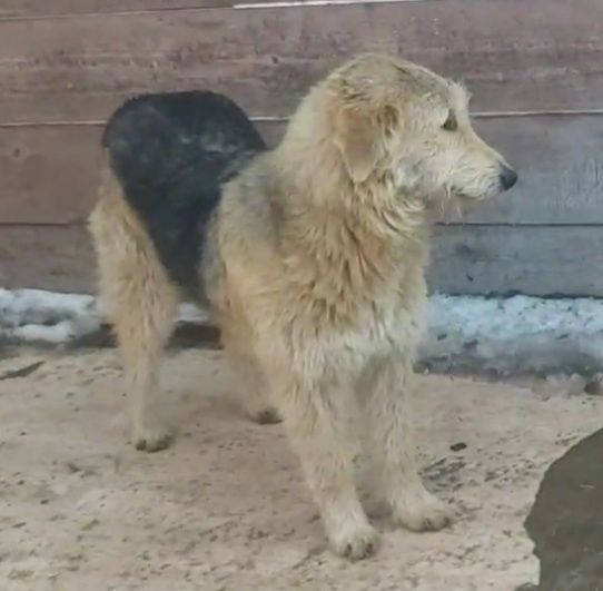 Щенок  подросток ищет дом