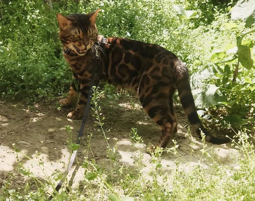 срочно продаю кота