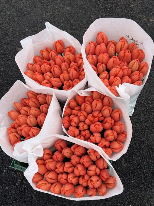 Тюльпаны  оптом и в розницу!