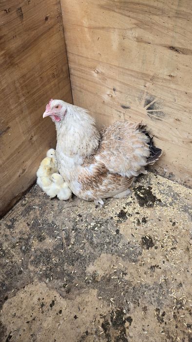 Продам цыплят и курицу