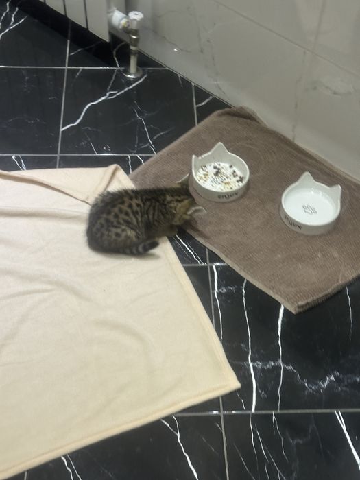 Отдам котенка девочку