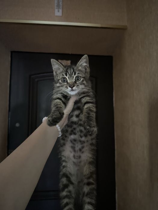 В добрые руки бесплатно кота