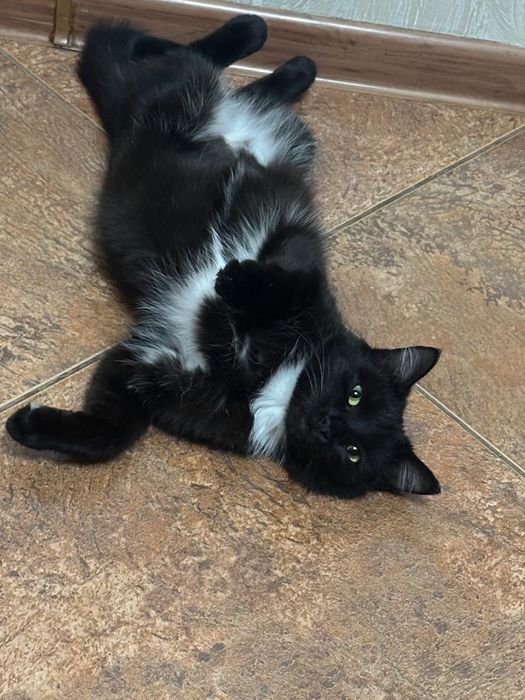 Отдам кошечку в добрые руки