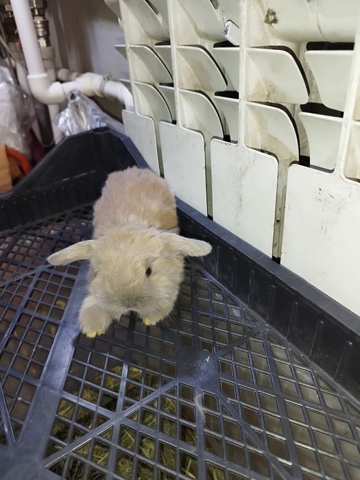 Кролики декоративные вислоухие